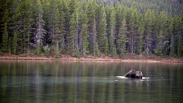 驼鹿在平静的山湖中进食。视频素材