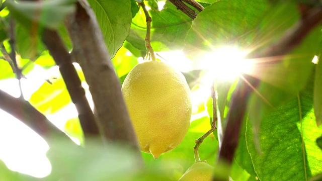 太阳照在树枝上的柠檬视频购买