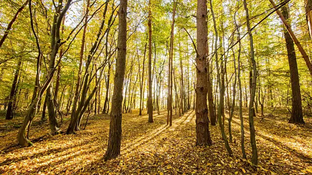 T/L 8K拍攝的秋天森林日出視頻素材