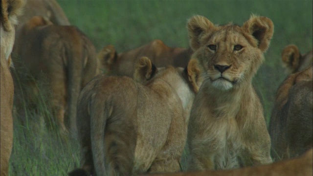 非洲獅幼崽依偎在媽媽身邊，然后整個獅群離開，專注于好奇的幼崽視頻素材