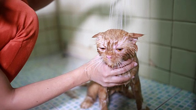 洗澡的猫视频下载