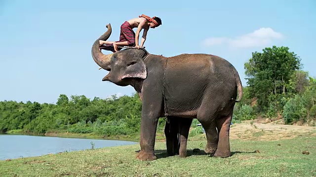 在河边洗澡时，象夫从象鼻旁提起大象。视频下载