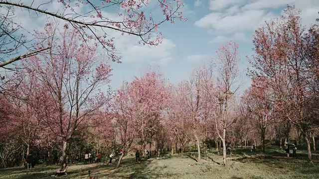 泰国美丽的樱花视频素材