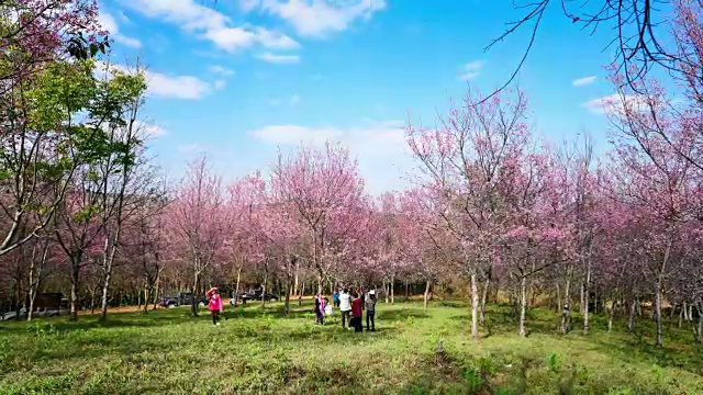 泰国美丽的樱花视频下载
