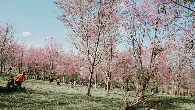 泰国美丽的樱花视频素材
