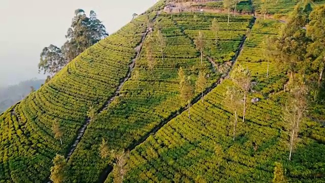 斯里兰卡茶园鸟瞰图视频素材