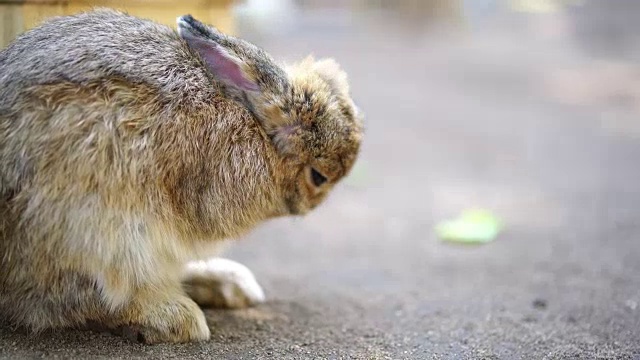 小兔子在夏天的一天视频素材
