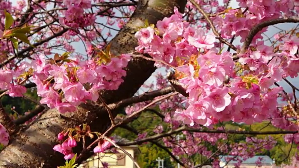 关闭早期樱花的名字是川渡视频素材