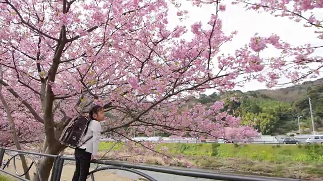 樱花和年轻的日本女孩与日本背包视频素材