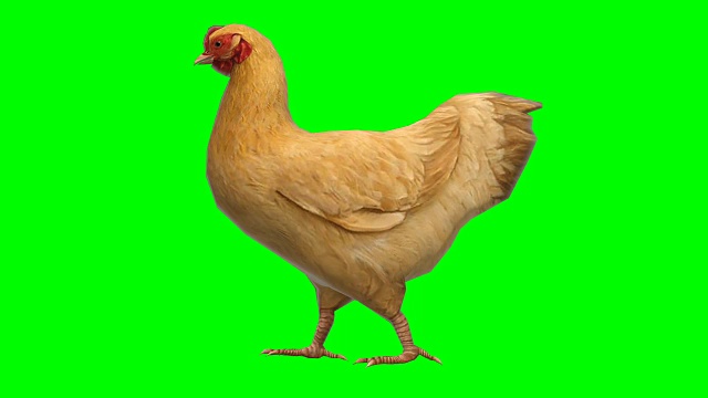 鸡动动物绿屏(可循环)视频下载