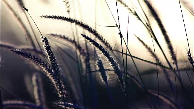 近距离拍摄的草花在柔和的风在柔和的光视频下载