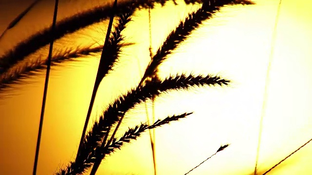 近距离拍摄的草花在微风与阳光的背景视频下载