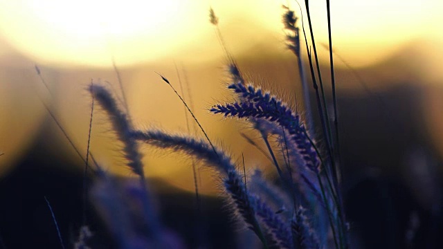 近距离拍摄的草花在柔和的风在日落视频下载