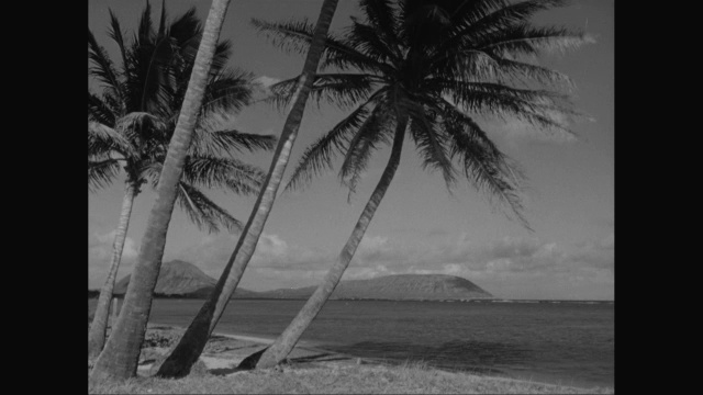 海滩上的棕榈树，背景中的山脉/美国视频下载