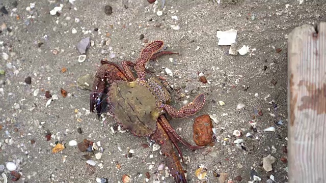 一只活螃蟹躺在地上，蠕动着爬到沙滩上视频下载