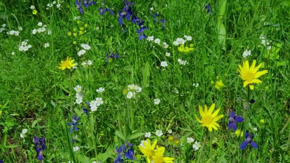 五颜六色的野花在阳光灿烂的草地上盛开。视频素材