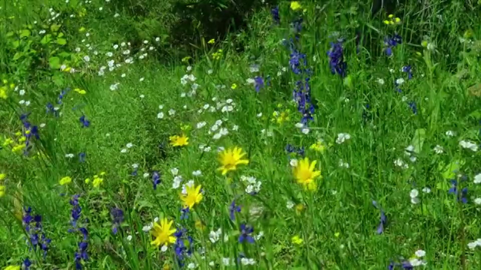 五颜六色的野花在阳光灿烂的草地上盛开。视频素材