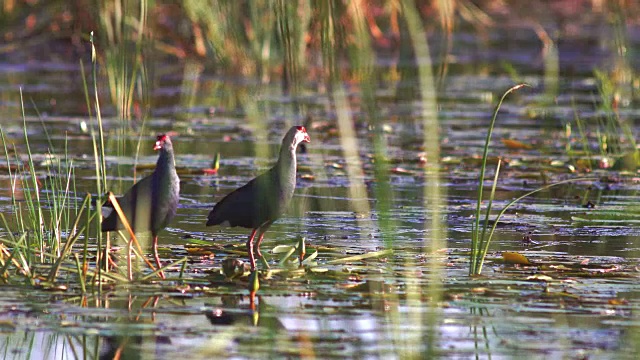 两个紫色沼泽鸟在池塘觅食的长镜头视频下载