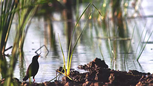 一只椋鸟在沼泽地觅食，然后走开了视频下载