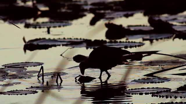 紫沼泽在湿地上觅食的长镜头视频下载