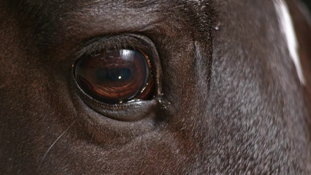 SLO MO马的眼睛视频素材