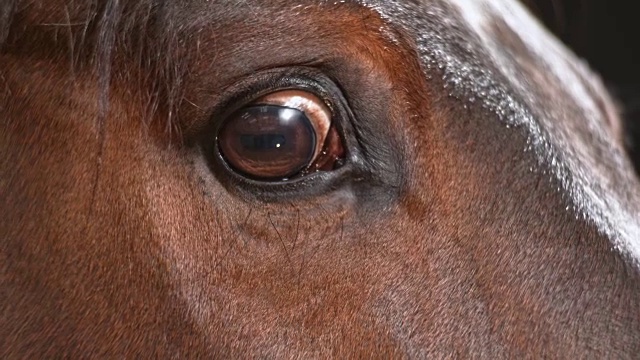 马的眼睛在眨视频素材