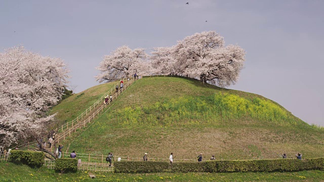 崎玉古坟公园的樱花视频素材