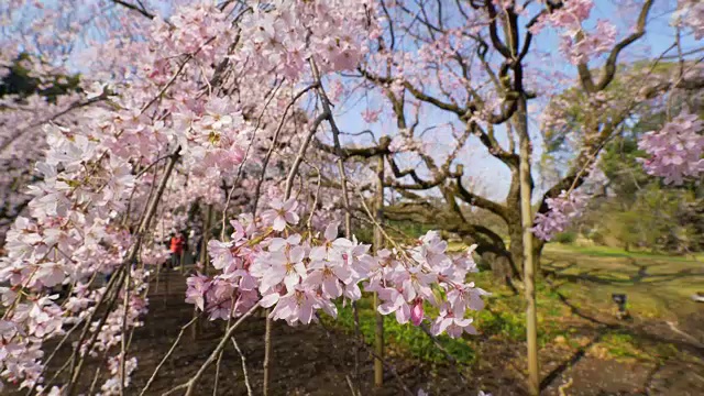 靠近樱花盛开在陆厂花园视频素材