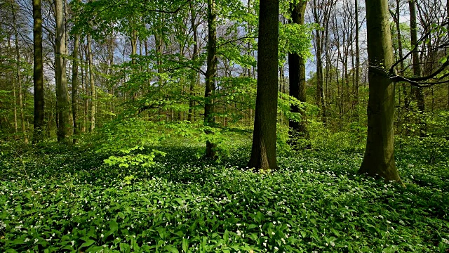 盛開的野生大蒜在森林里春天，哈瑙，黑塞，德國視頻素材