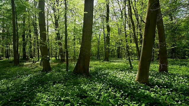 盛開的野生大蒜在森林里春天，哈瑙，黑塞，德國視頻素材