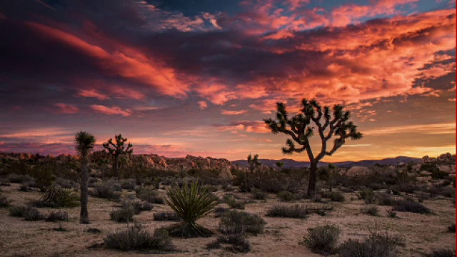 时光流逝:美丽的沙漠日出在约书亚树国家公园视频素材