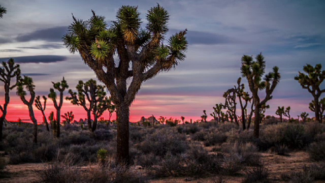 黄昏时分沙漠中的树木视频素材