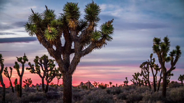 黄昏的约书亚树国家公园，加利福尼亚视频素材