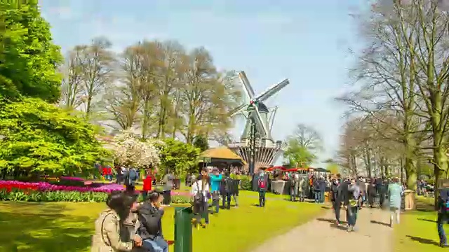 荷兰库肯霍夫郁金香农场的季节视频下载