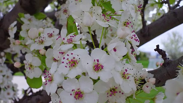 大自然之美:马蹄莲梨树的春花。多伦多,加拿大安大略省视频下载
