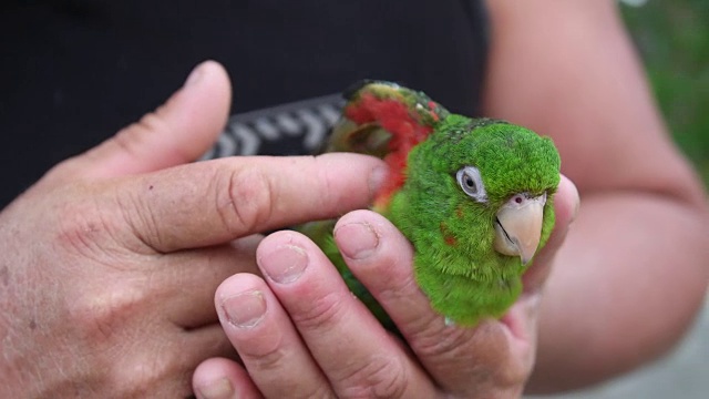 一个农民的手抚摸着一只鹦鹉。在古巴Sancti Spiritus的Tunas de Zaza，把鸟当宠物很常见视频下载