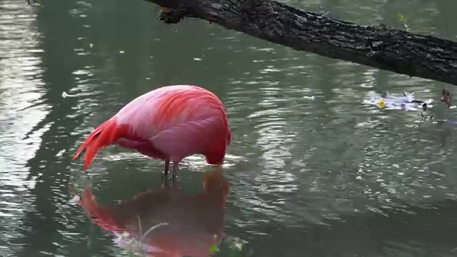 火烈鸟在自然湖或池塘。这只粉红色的鸟虽然在野外，但在一个进行生态旅游的地区。“玛雅瓜湖”，圣灵，古巴视频下载