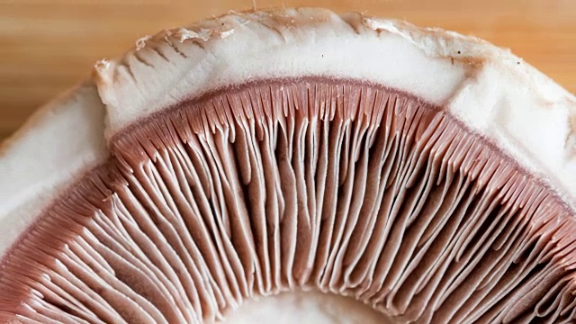 蘑菇鳃的宏观。蘑菇的帽子倒过来了视频下载