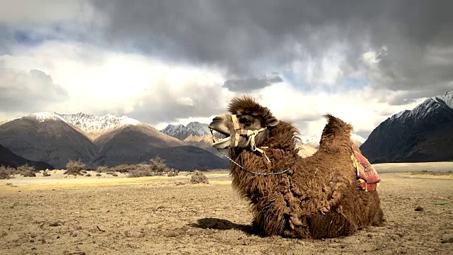 印度努布拉山谷的骆驼打哈欠视频素材