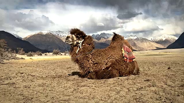 印度努布拉山谷的骆驼打哈欠视频下载