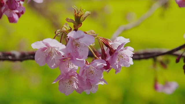 樱花和芥菜花视频素材