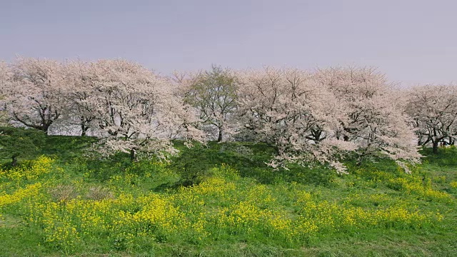 日本的樱花和芥菜视频素材