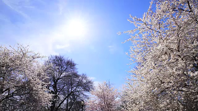 傍晚的阳光照亮了纽约中央公园的樱花树。视频素材
