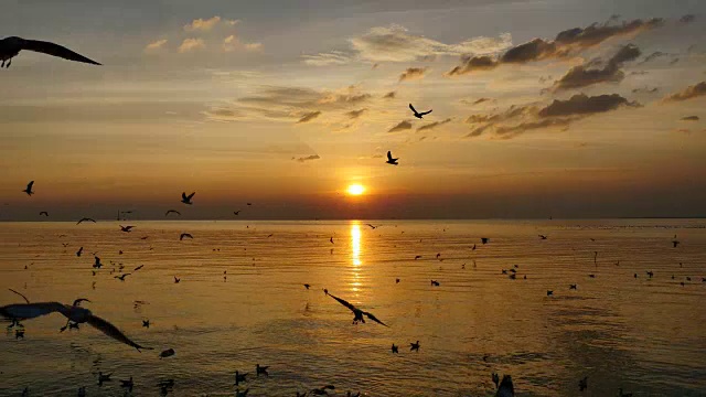 日落时海面上飞翔的海鸥。视频下载