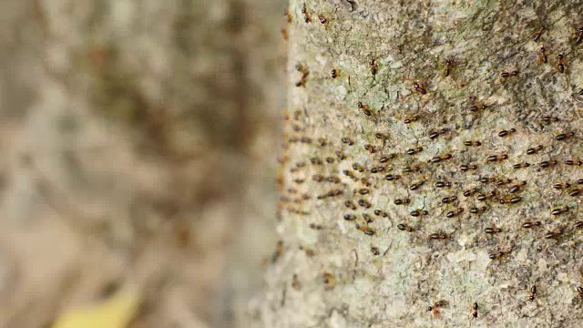 森林里白蚁在树上游行。视频下载
