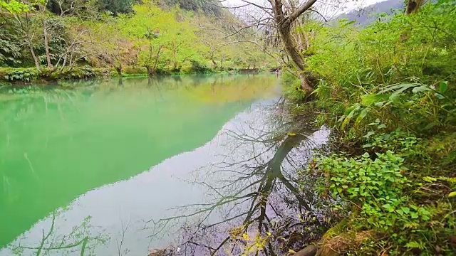 河上倒影树视频下载