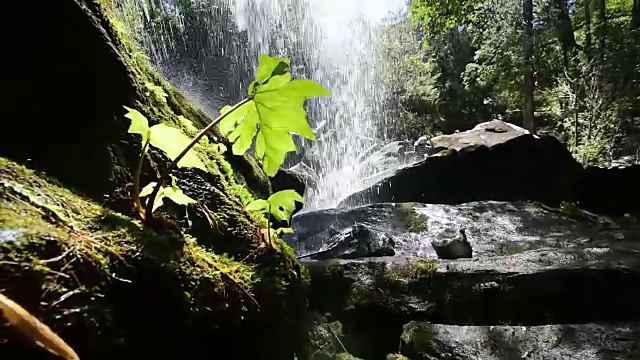 雨林瀑布视频下载