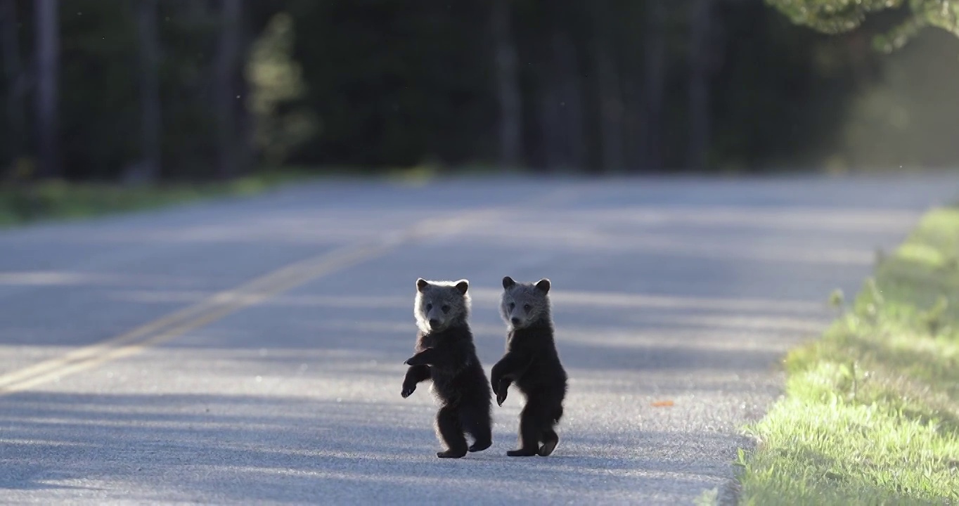 這是一只站著穿過馬路的灰熊幼崽的4K MS鏡頭視頻素材