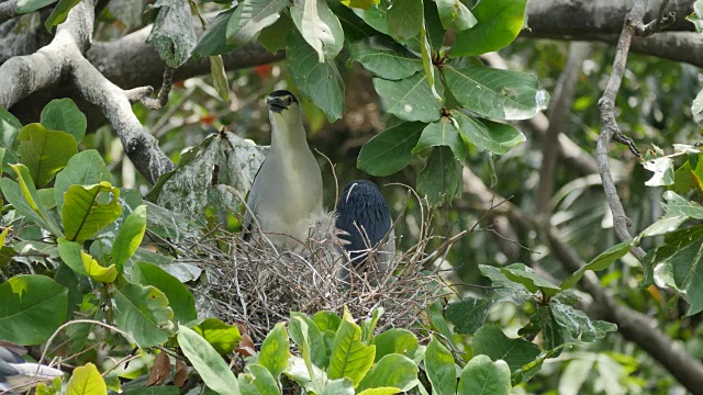 鸟(黑冠夜鹭)在树上的巢中照料扇形翅膀。视频下载