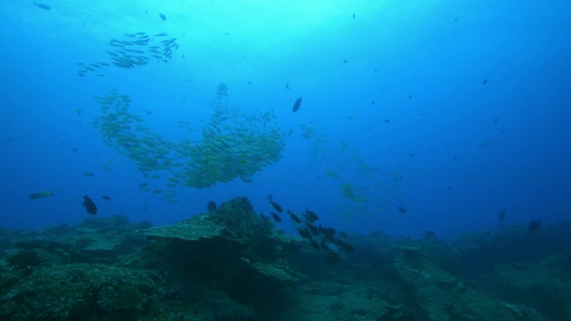 水下WS轨道与各种礁鱼浮在礁之上视频素材